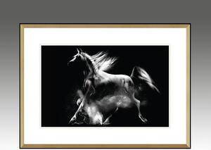 Obraz Lipicánský Kůň, Série Vídeň
