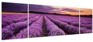 Obraz - Levandulové pole při západu slunce (170x50 cm)