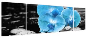 Obraz - Modrá orchidej (170x50 cm)