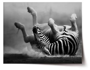 Sablio Plakát Válející se zebra - 60x40 cm