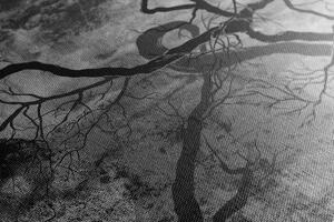 Obraz surrealistické stromy v černobílém provedení