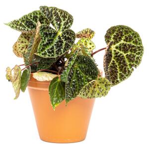 Begonia leaf Ferox, průměr 12 cm Begónie, andělská křídla