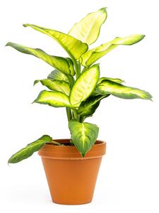 Dieffenbachia Summer Style, průměr 12 cm Difenbachie, mramornatka