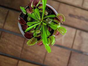 Gardners Dionaea, průměr 6 cm Mucholapka podivná