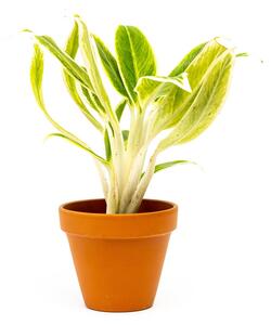 Aglaonema Lipstick Green, průměr 9 cm Aglaonema, Spící panna