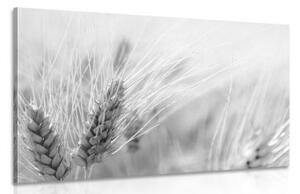 Obraz pšeničné pole v černobílém provedení - 120x80 cm