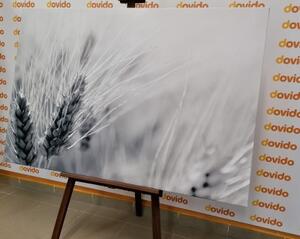 Obraz pšeničné pole v černobílém provedení - 60x40 cm