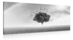 Obraz osaměý strom na louce v černobílém provedení - 100x50 cm