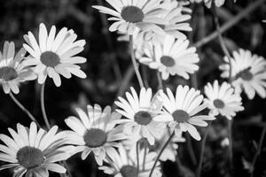 Obraz sedmikrásky na zahradě v černobílém provedení - 90x60 cm