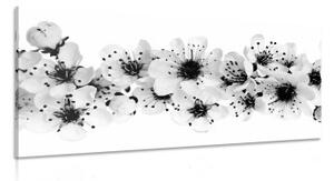 Obraz třešňové květy v černobílém provedení - 100x50 cm