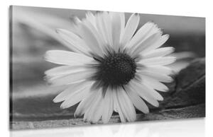 Obraz nádherná sedmikráska v černobílém provedení - 120x80 cm