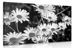 Obraz sedmikrásky na zahradě v černobílém provedení - 90x60 cm