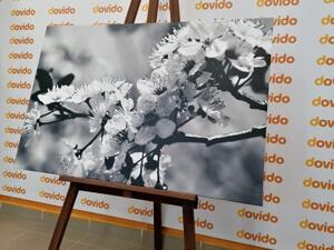 Obraz třešňový květ v černobílém provedení - 120x80 cm