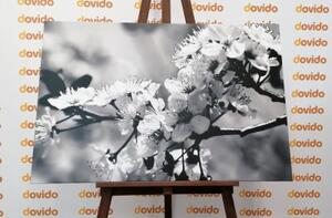 Obraz třešňový květ v černobílém provedení - 120x80 cm