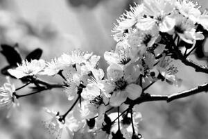 Obraz třešňový květ v černobílém provedení - 60x40 cm