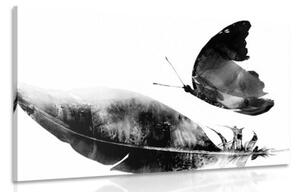 Obraz pírko s motýlem v černobílém provedení - 60x40 cm