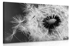 Obraz semínka pampelišky v černobílém provedení - 60x40 cm