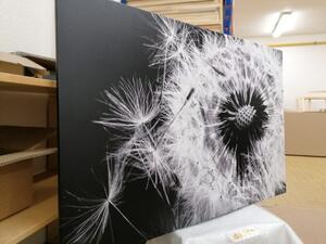 Obraz semínka pampelišky v černobílém provedení - 120x80 cm