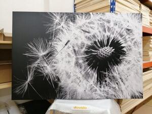 Obraz semínka pampelišky v černobílém provedení - 120x80 cm