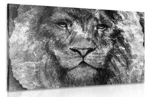Obraz tvář lva v černobílém provedení - 60x40 cm