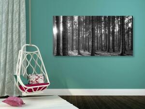 Obraz ráno v lese v černobílém provedení - 100x50 cm