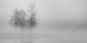 Obraz stromy v mlze v černobílém provedení - 100x50 cm