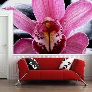 Sablio Tapeta Růžová orchidea - 336x220 cm