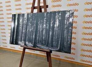 Obraz ráno v lese v černobílém provedení - 100x50 cm