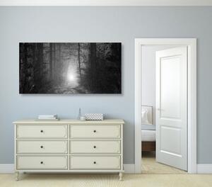 Obraz světlo v lese v černobílém provedení - 100x50 cm