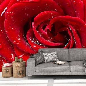 Sablio Tapeta Růže - 125x75 cm
