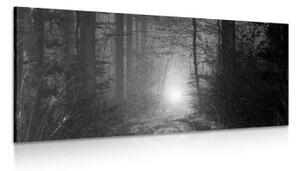 Obraz světlo v lese v černobílém provedení - 100x50 cm