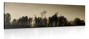 Obraz sépiový les - 120x40 cm