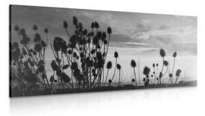 Obraz stébla trávy na poli v černobílém provedení - 100x50 cm