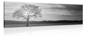 Obraz osamělého stromu v černobílém provedení - 150x50 cm