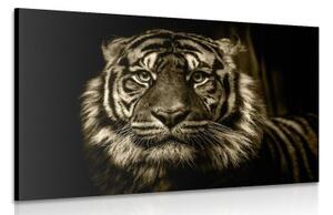 Obraz tygr v sépiovém provedení - 90x60 cm
