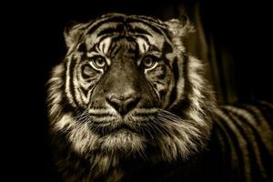 Obraz tygr v sépiovém provedení - 120x80 cm