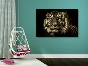 Obraz tygr v sépiovém provedení - 60x40 cm
