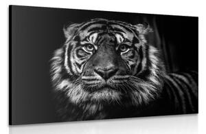Obraz tygr v černobílém provedení - 60x40 cm