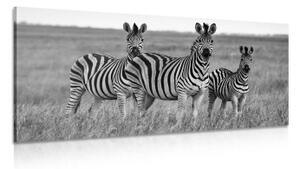 Obraz tři zebry v savaně v černobílém provedení - 100x50 cm