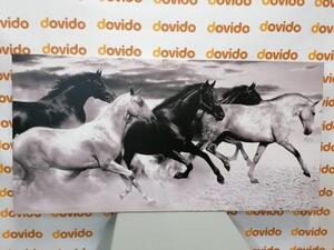 Obraz stádo koní v černobílém provedení - 100x50 cm
