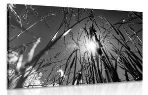 Obraz polní tráva v černobílém provedení - 90x60 cm