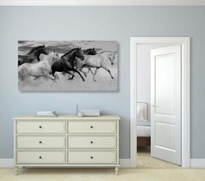 Obraz stádo koní v černobílém provedení - 100x50 cm