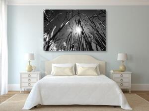 Obraz polní tráva v černobílém provedení - 60x40 cm