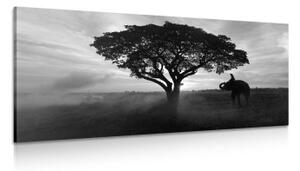 Obraz slon při východu slunce v černobílém provedení - 100x50 cm