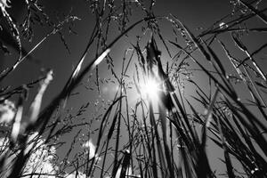 Obraz polní tráva v černobílém provedení - 120x80 cm