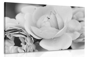 Obraz plný růží v černobílém provedení - 60x40 cm