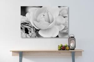 Obraz plný růží v černobílém provedení - 60x40 cm