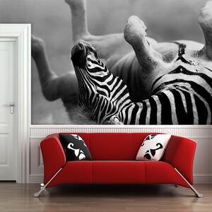 Sablio Tapeta Válející se zebra - 125x75 cm