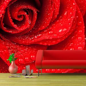 Sablio Tapeta Květ růže - 336x220 cm