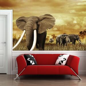 Sablio Tapeta Slon Africký - 125x75 cm